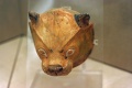 Small terracotta Rhyton lion's head painted 1700-1600 BC, PMTh 315 0503199.jpg